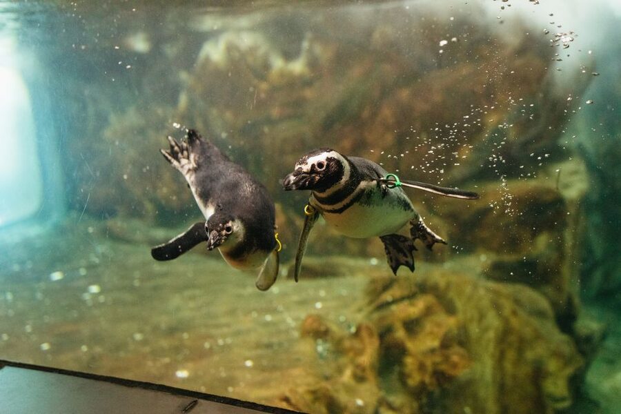 Genoa: Aquarium of Genoa Entry Ticket - Why the Aquarium of Genoa beats most “just a stop” attractions