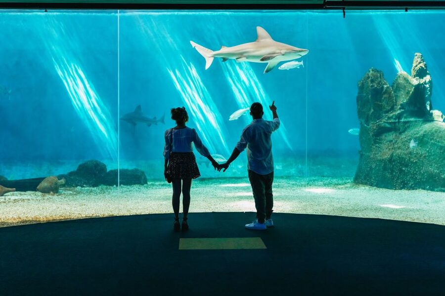 Genoa: Aquarium of Genoa Entry Ticket - Penguins, sharks, seals, jellyfish, and the best “first wow” moments