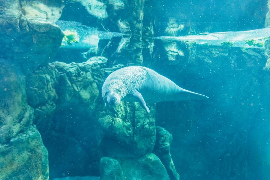 Genoa: Aquarium of Genoa Entry Ticket - Crowds, signage, and timing: make it feel calm instead of chaotic