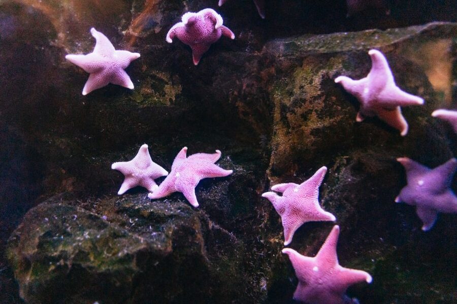 Genoa: Aquarium of Genoa with Lunch - Key highlights at a glance