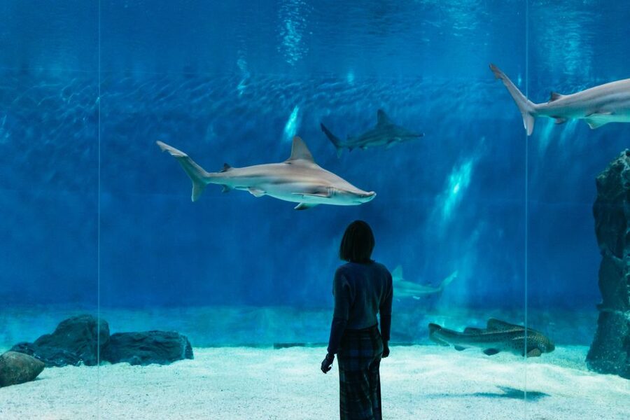 Genoa: Aquarium of Genoa with Lunch - Entering Genoa’s Aquarium: The Location and the Timing Mindset