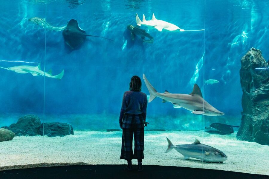 Genoa: Aquarium of Genoa with Lunch - How to Beat the Crowds and Get Better Views