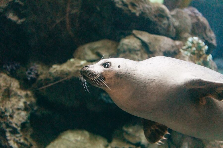 Genoa: Aquarium of Genoa with Lunch - What Else Matters: Rules, Comfort, and Family Logistics