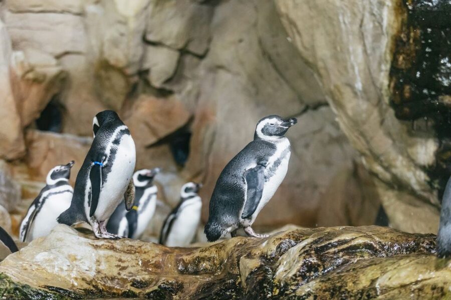 Genoa: Aquarium of Genoa with Lunch - Walking the Themed Seas: What the Exhibits Feel Like