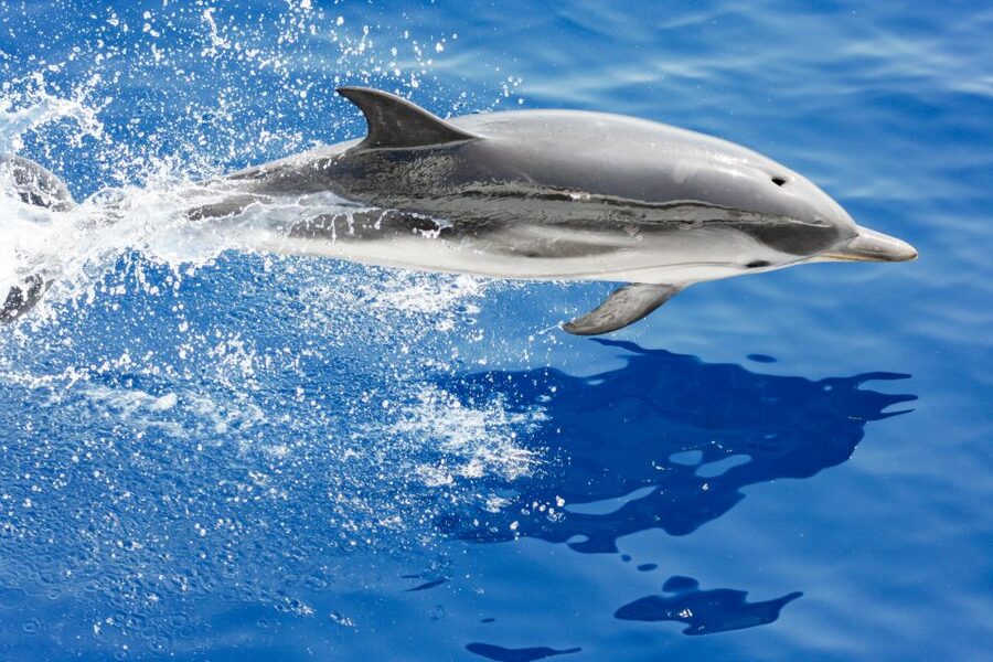 Genoa: Cetacean Watching Cruise with Marine Biologist Guide - Genoa Cetacean Cruise in the Pelagos Sanctuary: The Big Idea