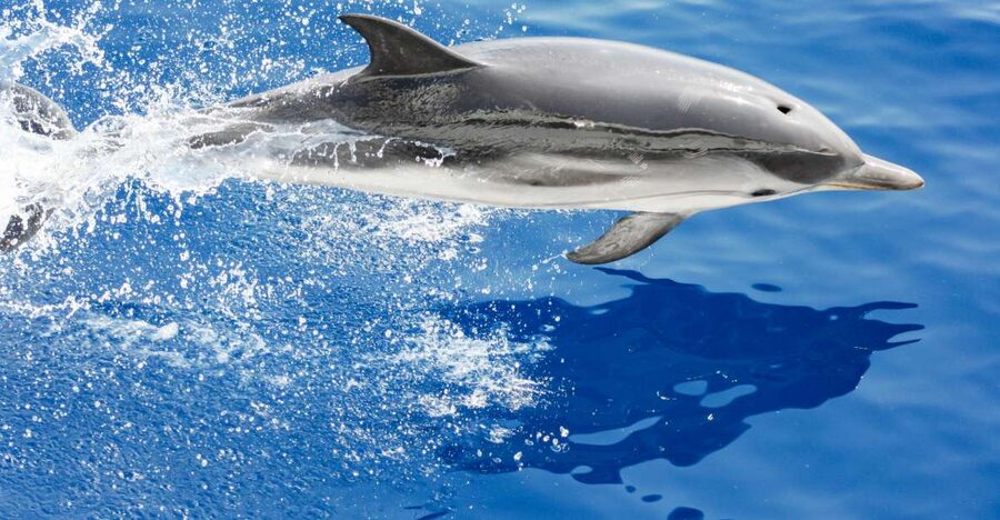 Genoa: Cetacean Watching Cruise with Marine Biologist Guide - Getting There and Settling In at Ponte Spinola