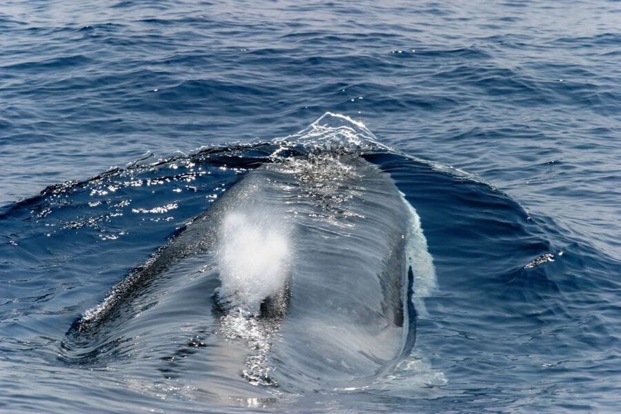 Genoa: Cetacean Watching Cruise with Marine Biologist Guide - The Cetaceans You Should Keep an Eye Out For