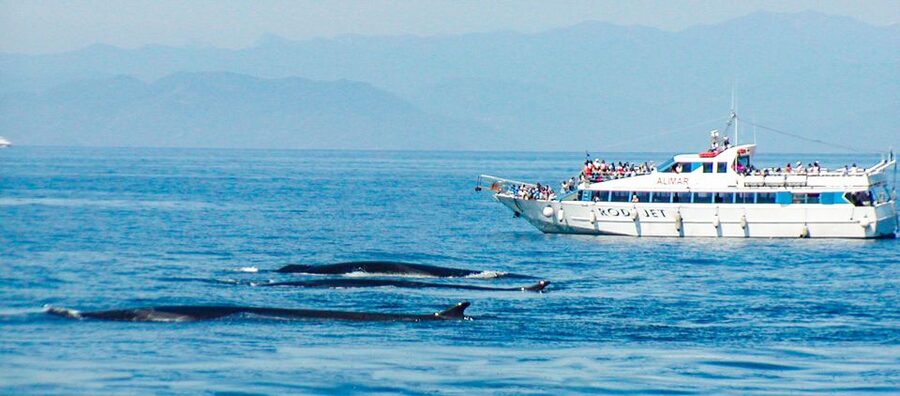 Genoa: Cetacean Watching Cruise with Marine Biologist Guide - Photo Tips for Cetaceans From a Moving Boat