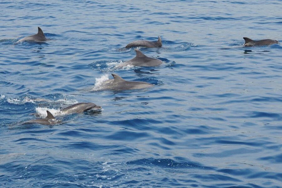 Genoa: Pelagos Sanctuary Whale Watching Cruise - Pelagos Sanctuary in Genoa: What This Cruise Is Really Like