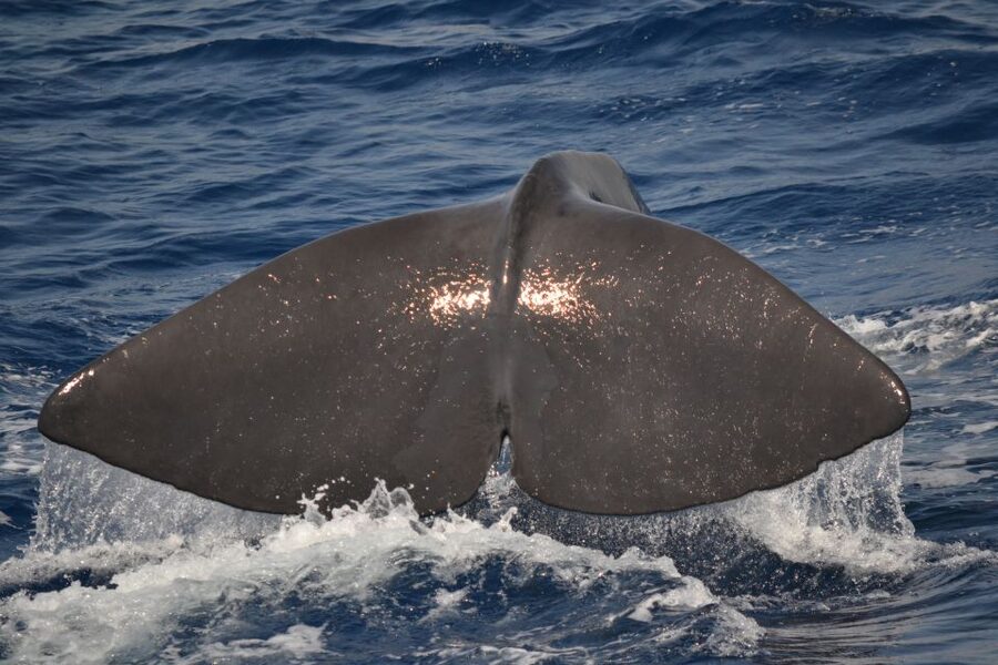 Genoa: Pelagos Sanctuary Whale Watching Cruise - Getting to Genova Porto Antico and Finding Calata Mandraccio