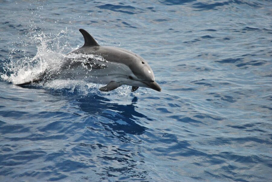 Genoa: Pelagos Sanctuary Whale Watching Cruise - What You Might See: Dolphins, Sperm Whales, Cuvier’s Beaked Whales