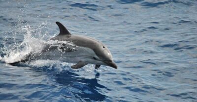 Pelagos Sanctuary Whale Watching Cruise