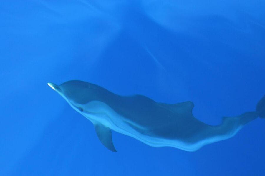 Genoa: Pelagos Sanctuary Whale Watching Cruise - Comfort and Practical Tips for a Smooth Sail