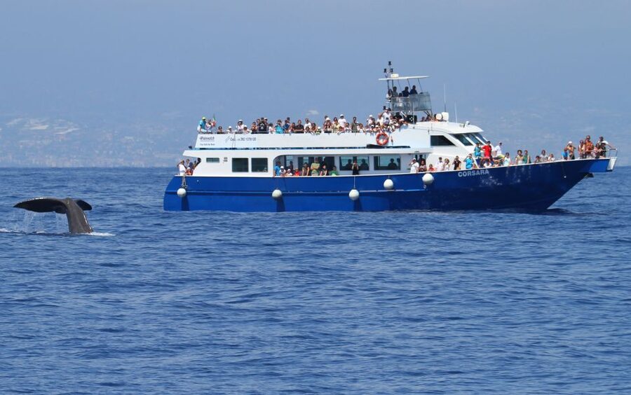 Genoa: Pelagos Sanctuary Whale Watching Cruise - Best Time to Go: April to October and the Weather Window