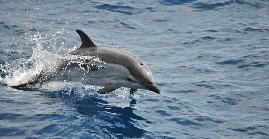 Genoa: Pelagos Sanctuary Whale Watching Cruise - The 4-Hour Cruise Plan: Open Sea, Deep Water, Then Patient Watching