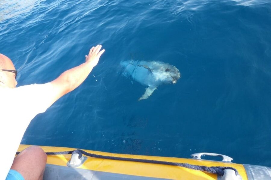 Golfo Aranci: Dolphin Watching and Snorkeling Boat Tour - Snorkeling gear, water visibility, and what you should actually expect