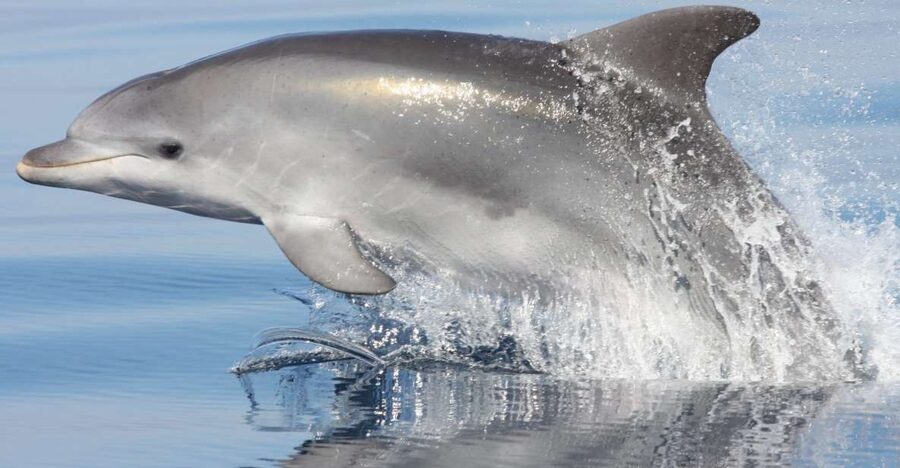Golfo Aranci: Eco-Friendly Dolphin Watching Boat Trip - Key things I’d circle before you book