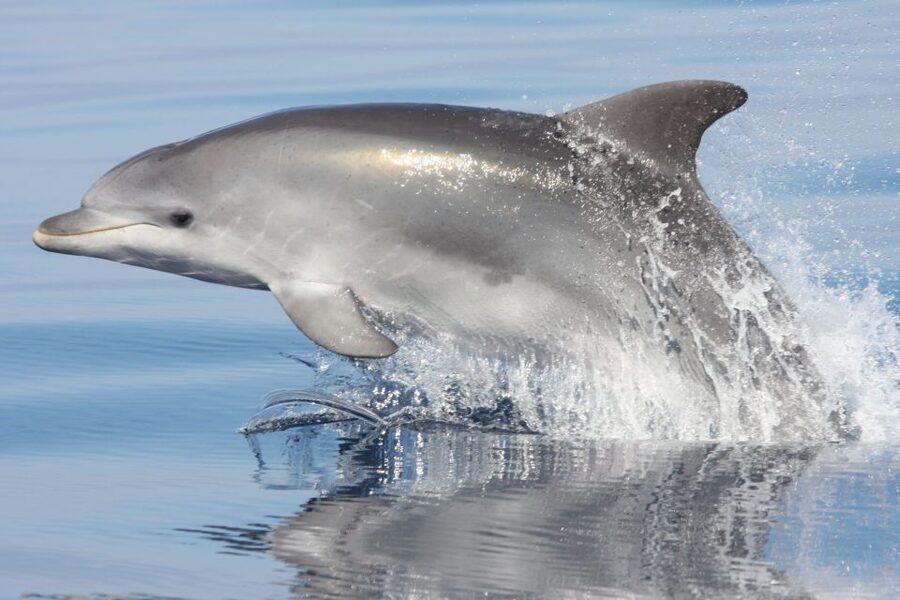 Golfo Aranci: Eco-Friendly Dolphin Watching Boat Trip - Golfo Aranci to Figarolo, the practical dolphin route