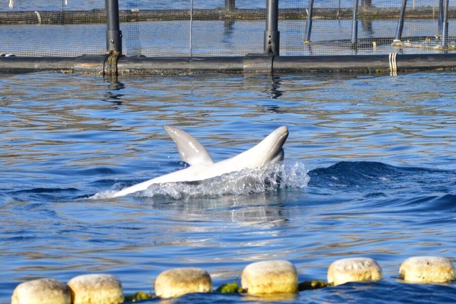 Golfo Aranci: Eco-Friendly Dolphin Watching Boat Trip - Finding dolphins around Figarolo: what to watch for