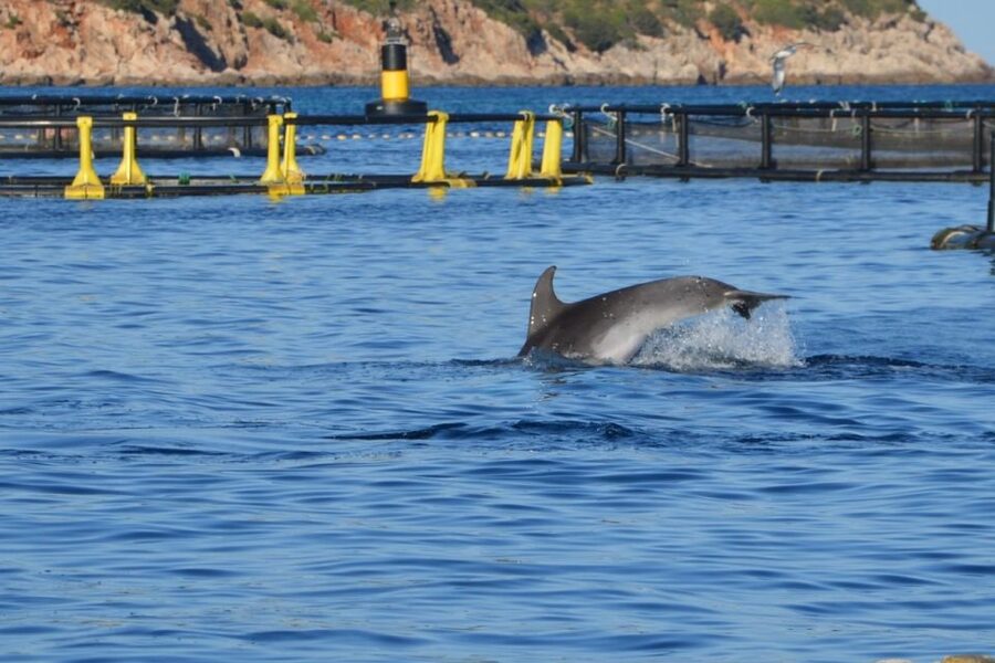 Golfo Aranci: Eco-Friendly Dolphin Watching Boat Trip - Comfort and sea conditions: how to get the best out of 90 minutes