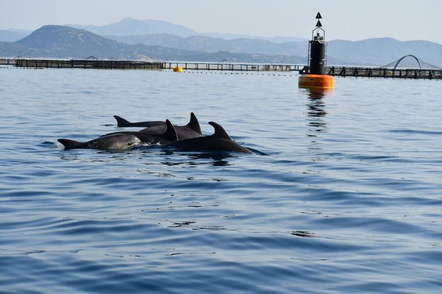 Golfo Aranci: Eco-Friendly Dolphin Watching Boat Trip - Who should book, and who should skip this outing