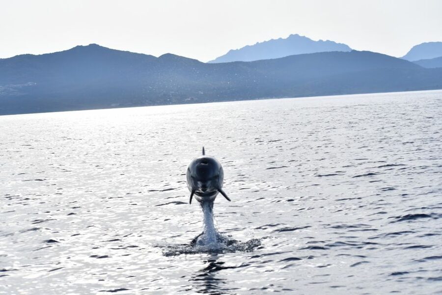 Golfo Aranci: Eco-Friendly Dolphin Watching Boat Trip - The zodiac setup, crew, and why it feels comfortable