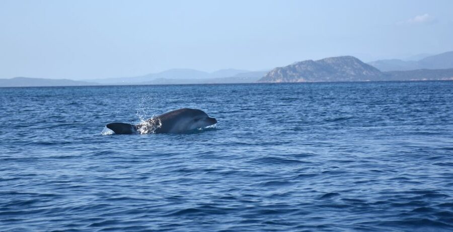 Golfo Aranci: Kayak Tour with Dolphins and Aperitif - What the marine biologists do besides point out fish