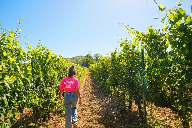 Half day Chianti Vineyard Escape from Florence with Wine Tastings - The ride into Chianti: 40 minutes, plus history lessons