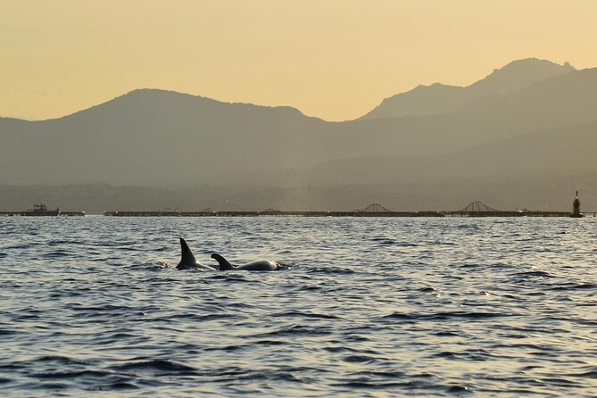 Kayak tour with aperitif and dolphins - How long it really feels, and what to expect from group size