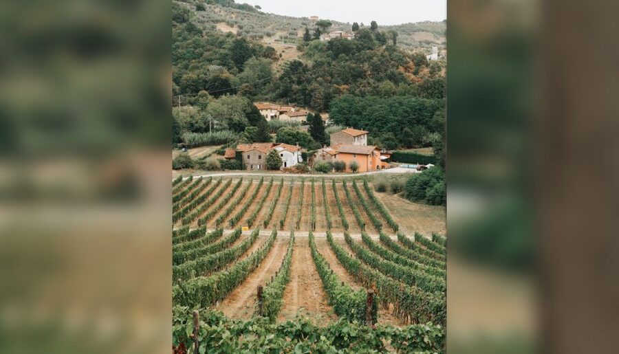 Lucca: Guided Winery Tour with Wine Tasting - Practical tips to make your tasting smoother