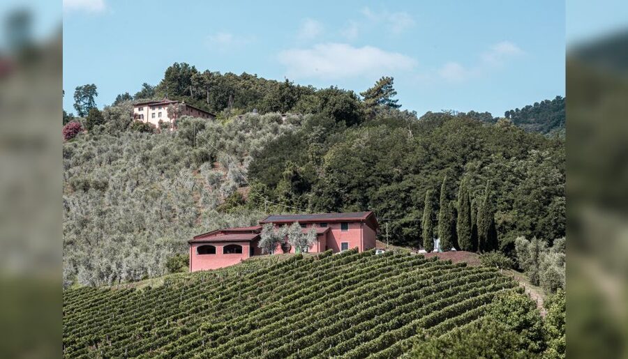 Lucca: Guided Winery Tour with Wine Tasting - Terrace tasting: 4 glasses, olive oil, and guided organoleptic descriptions