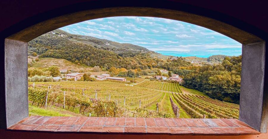 Lucca: Guided Winery Tour with Wine Tasting - The vineyard and olive trees walk, built for easy movement
