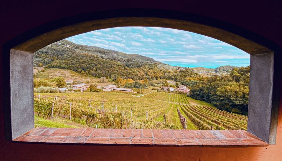 Lucca: Guided Winery Tour with Wine Tasting - Talking with the guide and other groups without feeling rushed