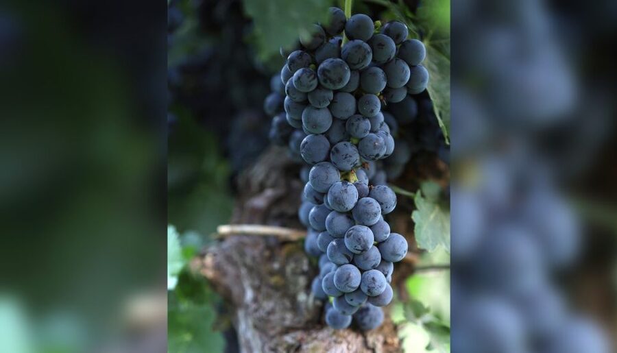 Lucca: Guided Winery Tour with Wine Tasting - Getting there: simple directions and a free parking perk