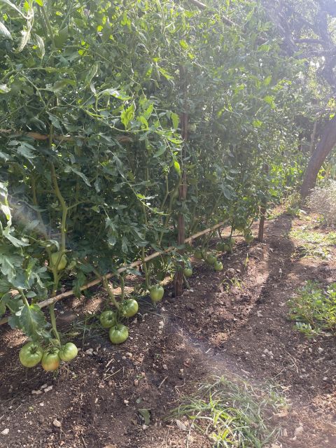 Maiori: Amalfi Coast Path of Lemons Day Trip with Tastings - Price, Value, and the Real Cost of the Lemon Farm Add-On