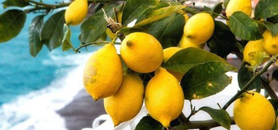 Maiori: Amalfi Coast Path of Lemons Day Trip with Tastings - Where You Start in Maiori, and How the Day Gets Oriented Fast