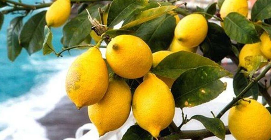Maiori: Amalfi Coast Path of Lemons Day Trip with Tastings - The Path of Lemons Stairs: What You Walk, and What It Means