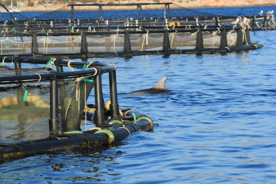 Olbia: Dolphin Watching and Snorkeling Boat Tour - Key Highlights You’ll Actually Care About