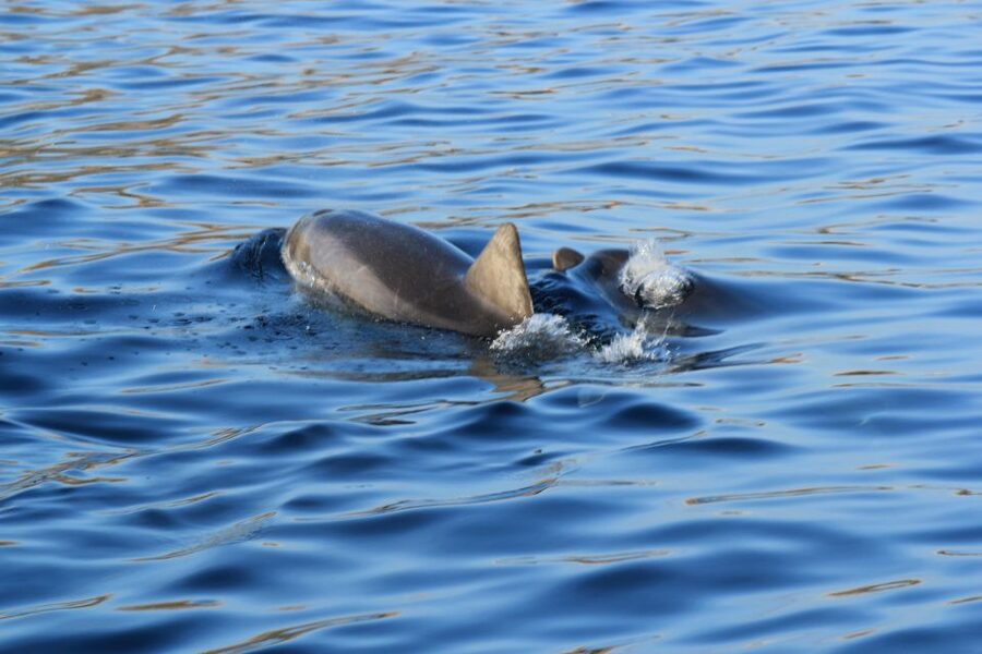 Olbia: Dolphin Watching and Snorkeling Boat Tour - Why This Olbia Dolphin and Snorkel Boat Ride Works