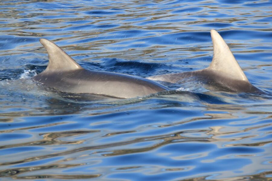 Olbia: Dolphin Watching and Snorkeling Boat Tour - Boat Setup, Timing, and What Comfort Looks Like