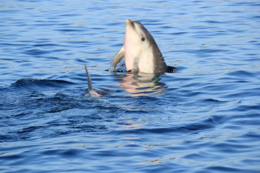 Olbia: Dolphin Watching and Snorkeling Boat Tour - Cape Figari Panoramas: The “Take a Breath” Stop