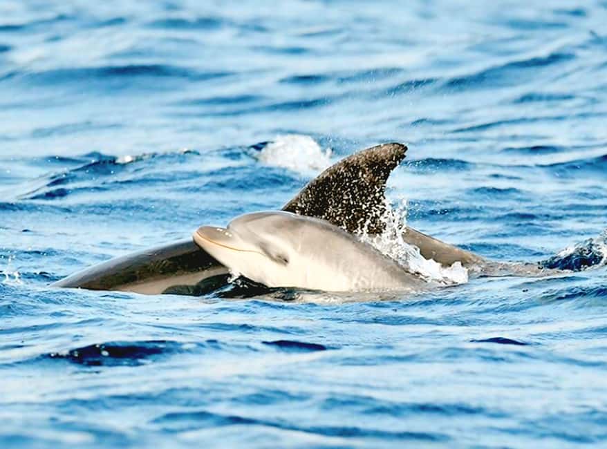 Olbia: Dolphin Watching & Snorkeling Boat Tour near Figarolo - Key things that make this Olbia tour work
