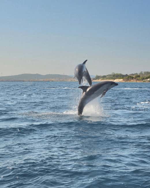 Olbia: Dolphin Watching & Snorkeling Boat Tour near Figarolo - Getting to Moys Marina: Finding the boat and settling in fast