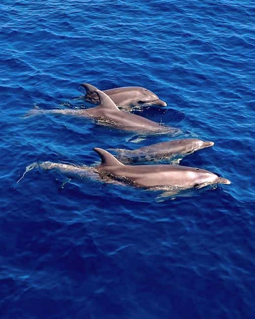 Olbia: Dolphin Watching & Snorkeling Boat Tour near Figarolo - Isola di Figarolo: your first hour in clear water