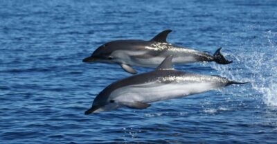 Dolphin Watching & Snorkeling Boat Tour near Figarolo
