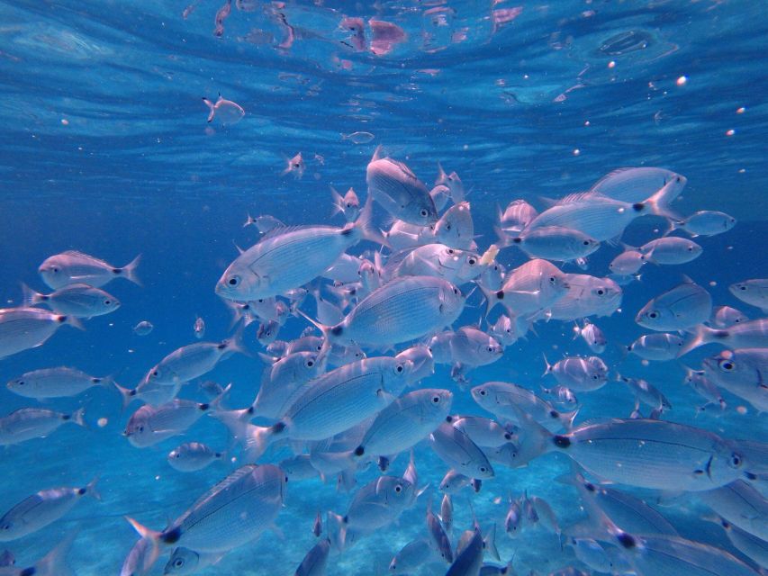 Olbia: Dolphin Watching & Snorkeling Boat Tour near Figarolo - Capo Figari dolphin watching: when the 80 percent odds pay off