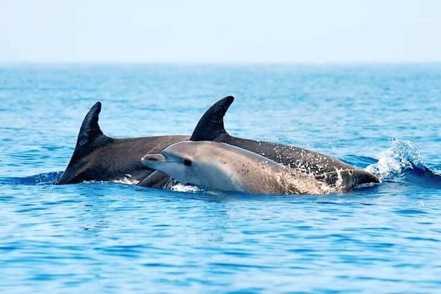 Olbia: Dolphin Watching & Snorkeling Boat Tour near Figarolo - Cala Moresca: aperitif, then another round of snorkeling