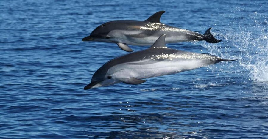 Olbia: Dolphin Watching & Snorkeling Boat Tour near Figarolo - Isola della Bocca and the short Yacht moment: coastal views without rushing