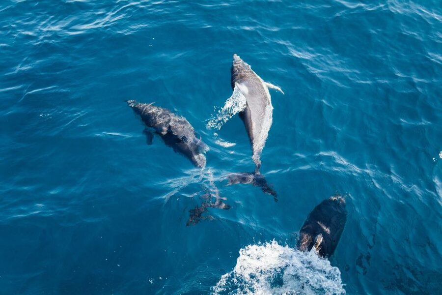 Olbia: Dolphin Watching & Snorkeling Boat Tour near Figarolo - Price and value: is $77 fair for this kind of day?