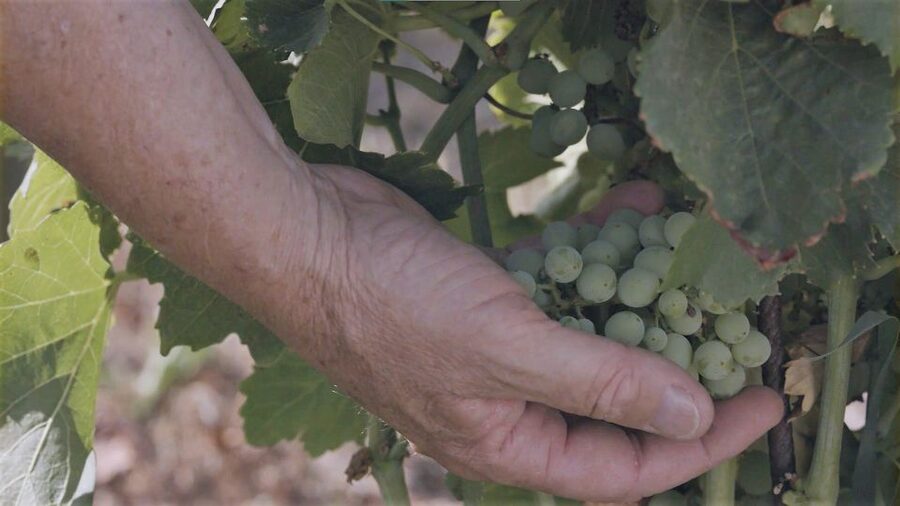 Olbia: Gallura Winery Guided Tour with Tasting - Price and value: what $61 actually buys you